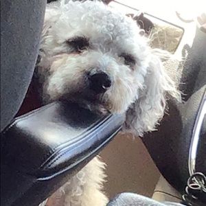 Meet your Posher, Lexi